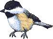 chickadee