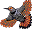 northern flicker